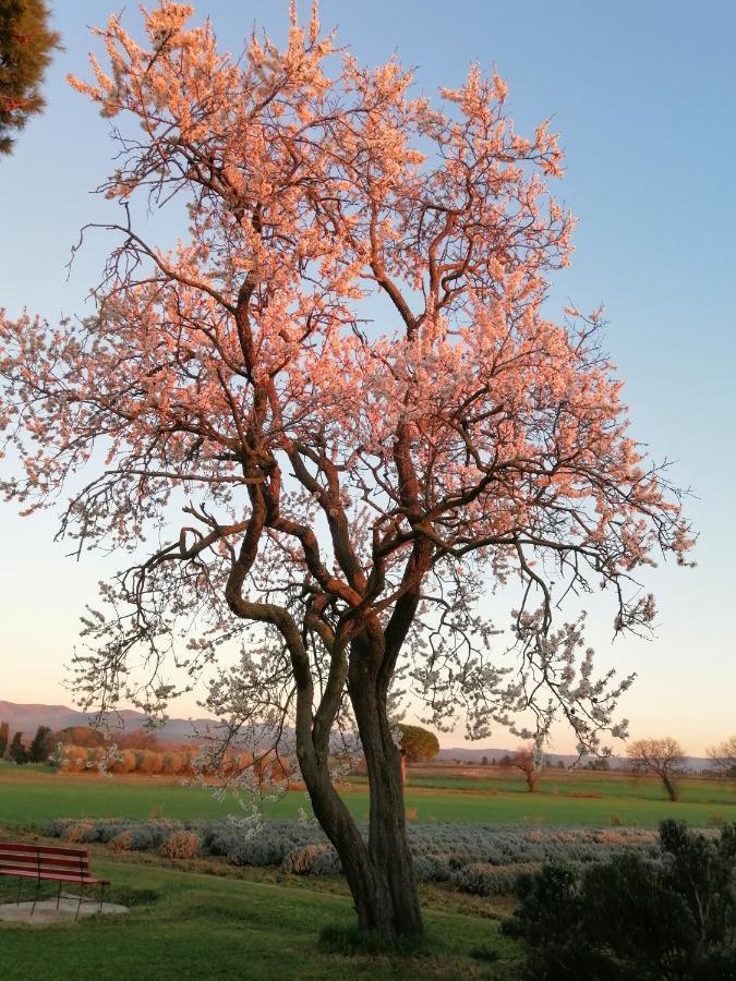 Agriturismo Susanna E Atria Bibbona Εξωτερικό φωτογραφία